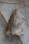 Archips crataegana