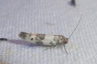 Enolmis acanthella