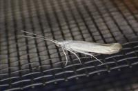 Coleophora