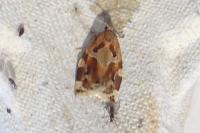 Archips xylosteana