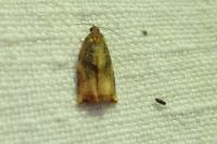 Archips podana