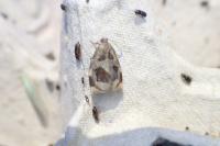 Archips crataegana