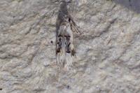 Altenia scriptella