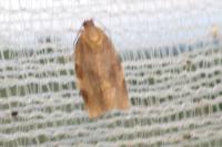 Choristoneura hebenstreitella