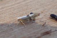 Argyresthia