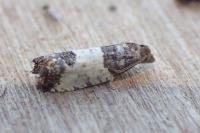 Spilonota ocellana