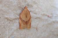 Clepsis consimilana