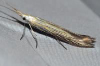 Coleophora