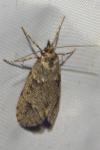Diurnea fagella
