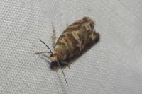 Epinotia tedella