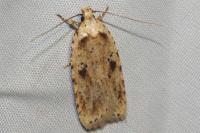 Agonopterix arenella