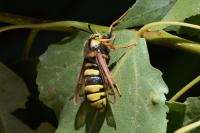Sesia apiformis