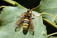Sesia apiformis