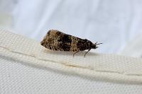 Orthotaenia undulana