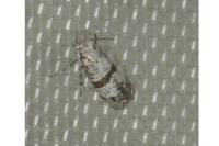 Scythropia crataegella