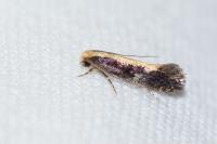 Monopis obviella