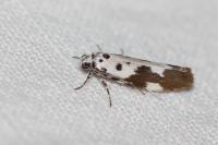 Ethmia quadrillella