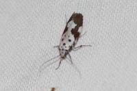 Ethmia quadrillella