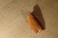 Clepsis consimilana
