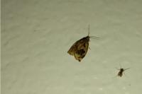 Archips crataegana