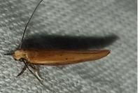 Zelleria hepariella