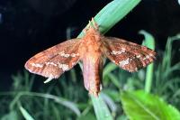 Phymatopus hecta