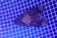 Ditula angustiorana