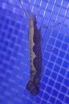 Plutella xylostella