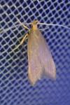Eurodachtha pallicornella