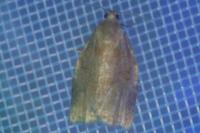 Archips