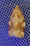 Archips xylosteana