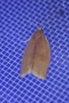 Clepsis consimilana