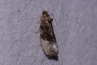Hedya nubiferana