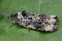 Endothenia gr. gentianaeana