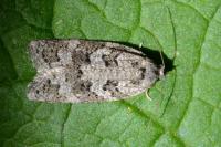 Cnephasia