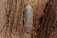 Platyedra subcinerea