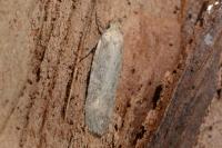 Platyedra subcinerea