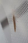 Coleophora