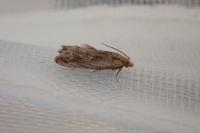 Eucosma