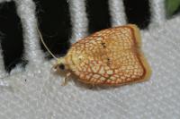 Acleris forsskaleana