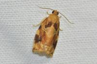 Archips xylosteana