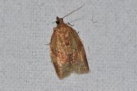 Clepsis consimilana