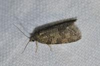 Cnephasia