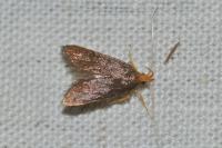 Eurodachtha pallicornella