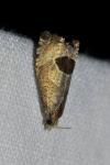 Notocelia uddmanniana