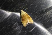 Aleimma loeflingiana