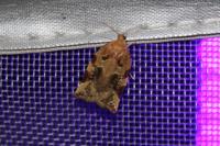 Archips xylosteana