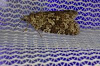 Cnephasia