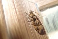 Zeiraphera isertana