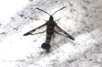 Synanthedon conopiformis